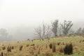 Morning fog on the Landscape of Tasmania Royalty Free Stock Photo