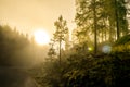 Morning fog in norwegian fjord and wood landscape Royalty Free Stock Photo