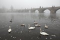 Morning fog over the Charles Bridge in Prague. Royalty Free Stock Photo