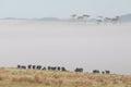 Morning fog over a meadow with cows in USA. Summer landscape with fog in valley above river, foggy morning. Landscape of fields Royalty Free Stock Photo