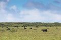 Morning fog over a meadow with cows in USA. Summer landscape with fog in valley above river, foggy morning. Landscape of fields Royalty Free Stock Photo