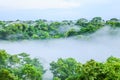 Morning fog over rain forest Trees in Brazil Royalty Free Stock Photo