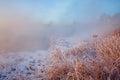 The morning fog and reeds sunrise Royalty Free Stock Photo