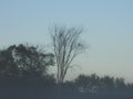 Morning Fog Reveals Silhouettes of Two Red-Tailed Hawk Birds of Prey Raptor in a Bare Tree Royalty Free Stock Photo