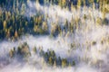 Morning fog in spruce and fir forest in warm sunlight