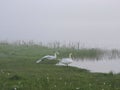 Morning fog and swans near lake Royalty Free Stock Photo