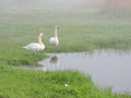 Morning fog and swans near lake Royalty Free Stock Photo