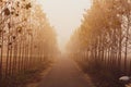 Morning foggy autumn view of roads covered by trees Royalty Free Stock Photo