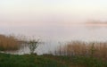 Morning foggy lake Royalty Free Stock Photo