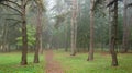 Morning foggy landscape. Forest narrow path deep into the pine park