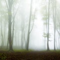 Morning in fogy forest Royalty Free Stock Photo