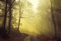 Morning in fogy forest Royalty Free Stock Photo
