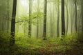 Morning in fogy forest Royalty Free Stock Photo