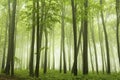Morning in fogy forest Royalty Free Stock Photo