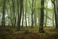 Morning in fogy forest Royalty Free Stock Photo