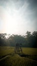 Morning in the forest jateng Royalty Free Stock Photo