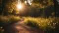 morning in the forest path through a forest with sun shining through the trees Royalty Free Stock Photo