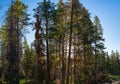 Morning Forest in Sierra Nevada California Mountains Royalty Free Stock Photo