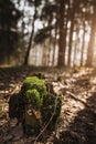 Morning in the forest - sunbeams through the trees - a stump in the green moss in the foreground