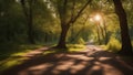 morning in the forest a sunlit nature path with trees and shadows a sunny and peaceful environment Royalty Free Stock Photo