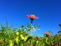 Morning Fresh Air Beautiful Blue Sky With Pink Flowers in Tropical Garden