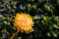 morning frost on a dandelion flower Royalty Free Stock Photo