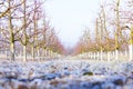 Morning frost on grass and trees in apple orchard. Orchard blur with soft light for background.