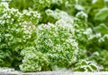 Morning frost on green grass Royalty Free Stock Photo