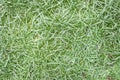 Morning frost on green grass Royalty Free Stock Photo