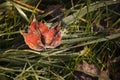 Frosted Maple Leaf