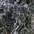 Morning frost on ivy plant Royalty Free Stock Photo