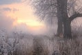 Morning frost. Tree in the sun