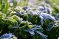 Morning frosts in early spring and frozen green grass in frost.