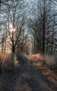 Morning frozen small path and meadow with trees. Winter landscape, Czech republic