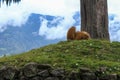 Morning Furr cleaning session of the mother macaque by its baby