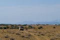 Morning game drive at Lake Magadi, Rift Valley, Kenya