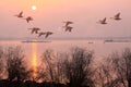 In the morning, geese fly on the qiantang river