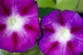 Morning Glories