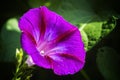 Purple Ultraviolet Morning Glory Flower with sunlight Royalty Free Stock Photo