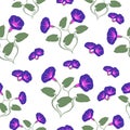 Morning glories, seamless pattern Royalty Free Stock Photo