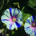 Morning Glories Royalty Free Stock Photo