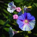 Morning Glories Royalty Free Stock Photo