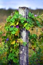 Morning Glories on Rustic Fence Post Royalty Free Stock Photo