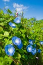 Morning glory Royalty Free Stock Photo