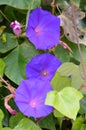 Purple morning glory flowers with green leaves
