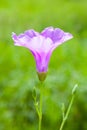 Morning Glory on the beach in the morning,Thailand Royalty Free Stock Photo