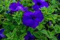 Morning glory is a beautiful purple flower. The brightly colored trumpet-shaped flowers Royalty Free Stock Photo