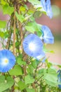 Morning glory in bloom or Blue flower on the bamboo wooden fence. Royalty Free Stock Photo