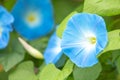 Morning glory in bloom or Blue flower on the bamboo wooden fence. Royalty Free Stock Photo