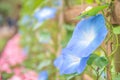 Morning glory in bloom or Blue flower on the bamboo wooden fence. Royalty Free Stock Photo